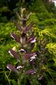 Acanthus hungaricus IMG_0709 Akant